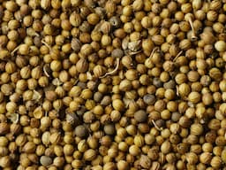 Coriander seeds
