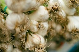 Garlic bulbs