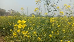 Mustard seeds